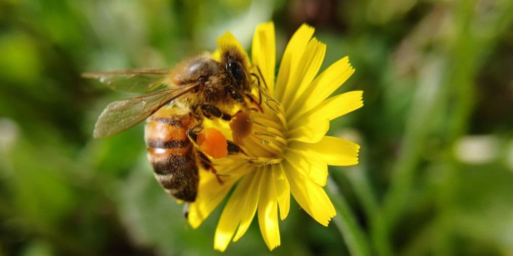 Pest Control Services in Anaheim