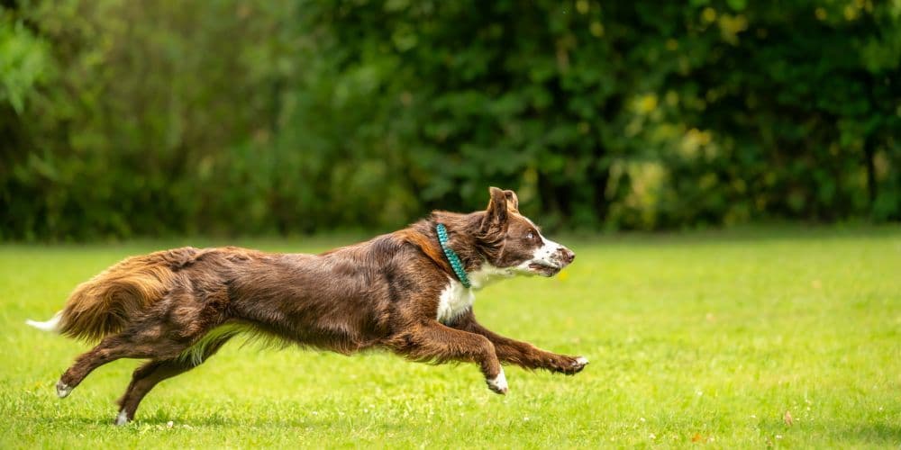 Pet Services in Anaheim